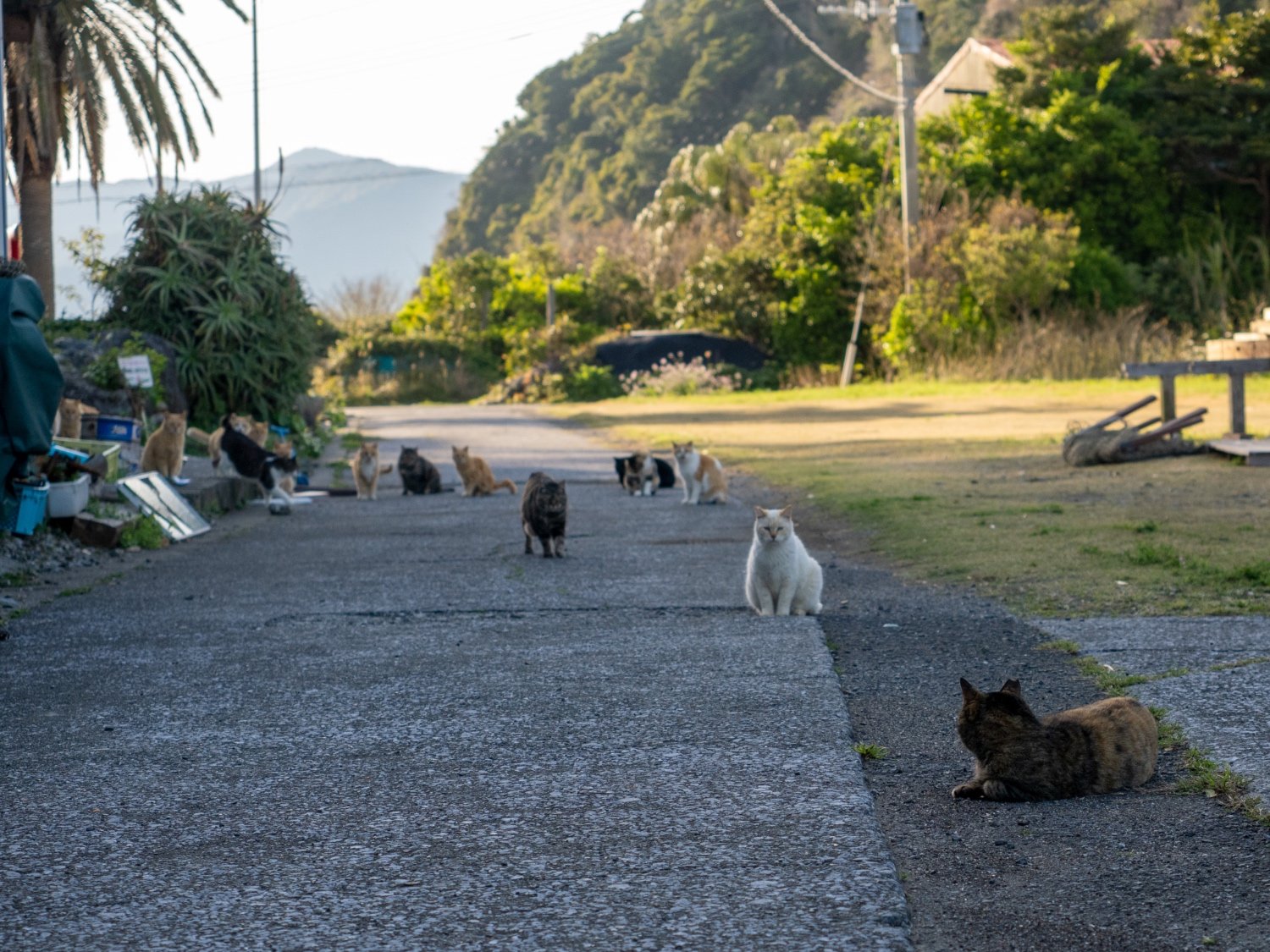 Fukashima Island, Japan: a hidden gem in Oita Prefecture
