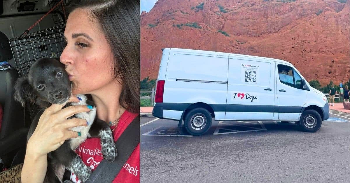 The Little Black Dog Behind iHeartDogs Rescue Road Trips