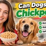 Can Dogs Eat Chickpeas? Benefits, Risks & Safe Feeding Tips Can Dogs Eat Chickpeas? Benefits, Risks & Safe Feeding Tips