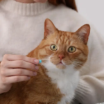 Relax: How Anti-Anxiety Meds Could Save the Lives of Blocked Cats