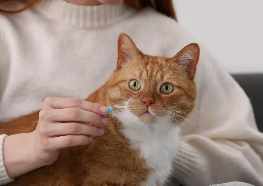 Relax: How Anti-Anxiety Meds Could Save the Lives of Blocked Cats