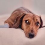 What to Do if Your Dog Gets Stung By…