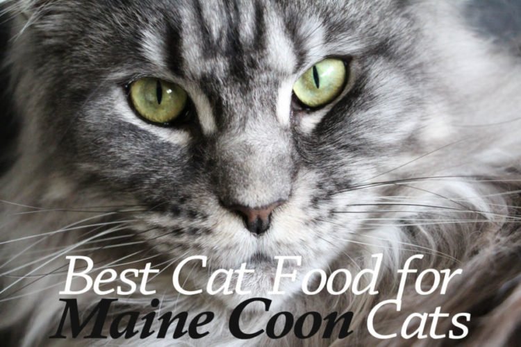 8 Best Cat Food For Maine Coon Cats 2026
