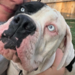 September 2026 DDR Rocker Puppy-Dog Rescue Sponsorship Recaps – Deaf Dogs Rock September 2026 DDR Rocker Puppy-Dog Rescue Sponsorship Recaps – Deaf Dogs Rock