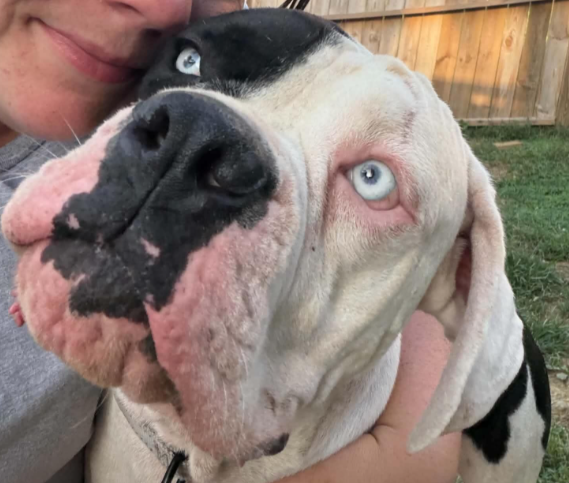September 2026 DDR Rocker Puppy-Dog Rescue Sponsorship Recaps – Deaf Dogs Rock