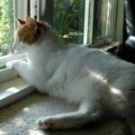 How to Create a Happier, Stress-Free Environment For Your Cat How to Create a Happier, Stress-Free Environment For Your Cat