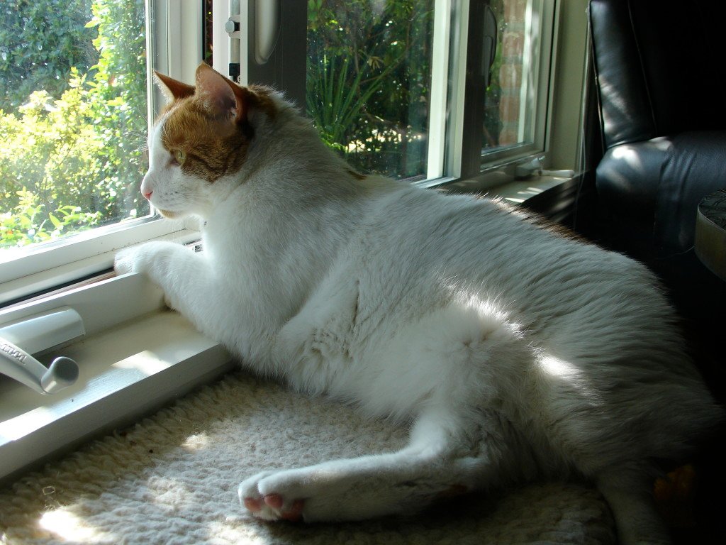 How to Create a Happier, Stress-Free Environment For Your Cat