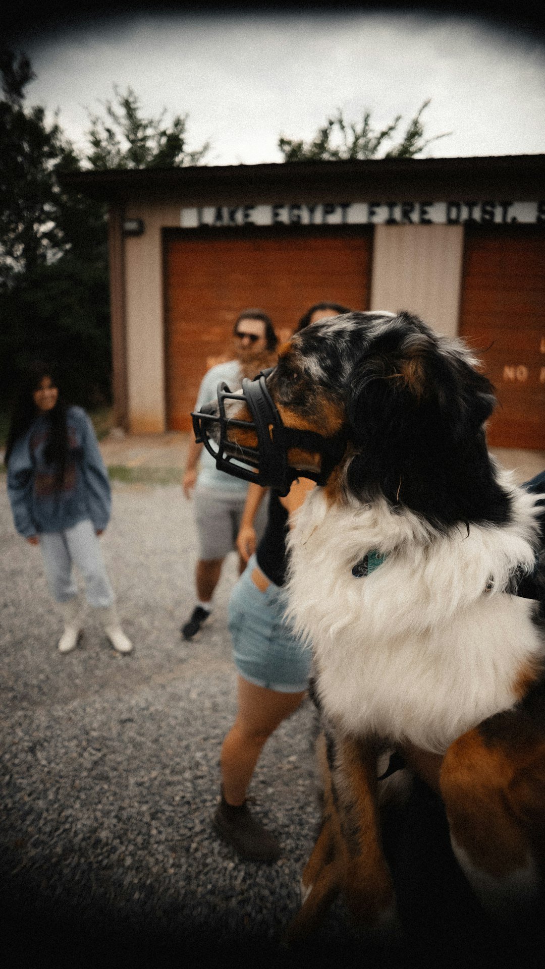 Best Muzzles for Bite-Risk Dogs: Bite-Resistant Options & Safety
