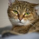 Early Symptoms Every Cat Owner Must Notice Early Symptoms Every Cat Owner Must Notice