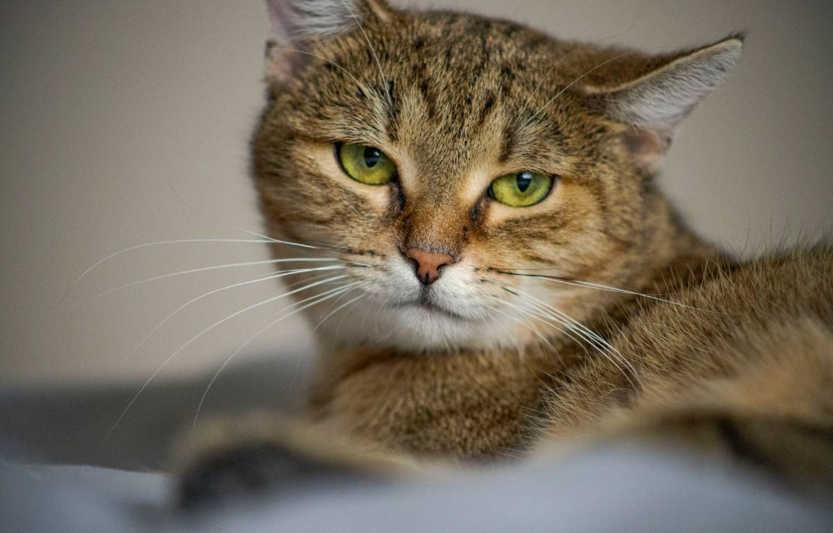 Early Symptoms Every Cat Owner Must Notice