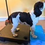 How To Tire Out A Dog Without Walking or A Backyard How To Tire Out A Dog Without Walking or A Backyard