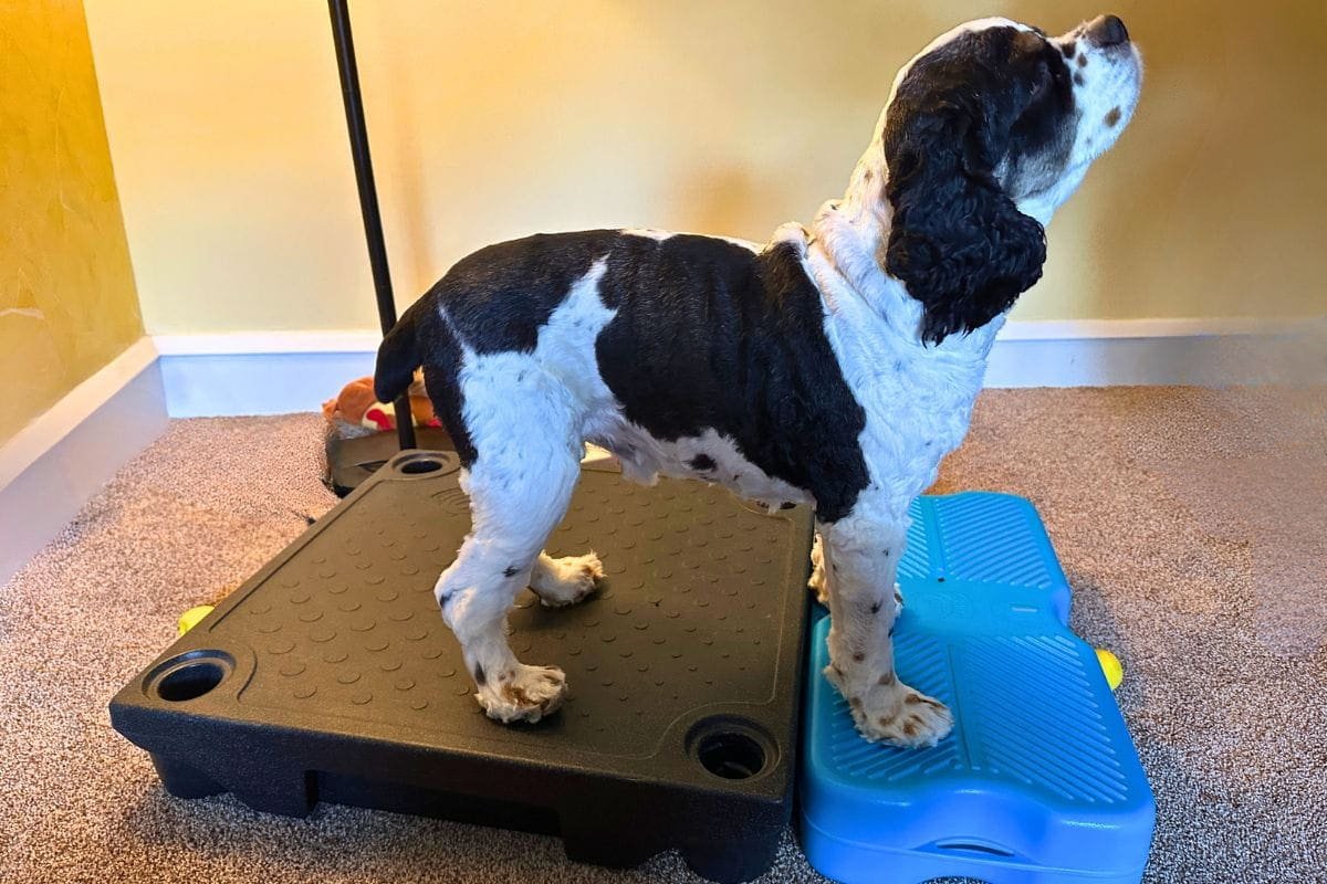 How To Tire Out A Dog Without Walking or A Backyard