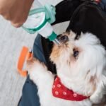7 Best Water Bottles for Dogs 7 Best Water Bottles for Dogs