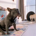 Everyday Household Products That Dog Owners Should Keep Out of Reach – Keep the Tail Wagging