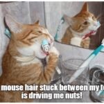 If You’ve Ever Lived With a Cat, These Memes Will Feel Uncomfortably Familiar