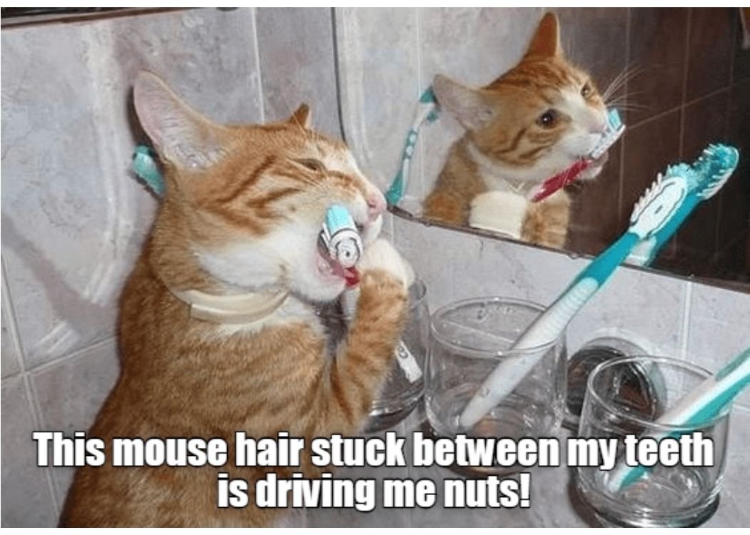 If You’ve Ever Lived With a Cat, These Memes Will Feel Uncomfortably Familiar If You’ve Ever Lived With a Cat, These Memes Will Feel Uncomfortably Familiar