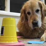 What Studies Say About Dogs’ Ability to Understand Human Language