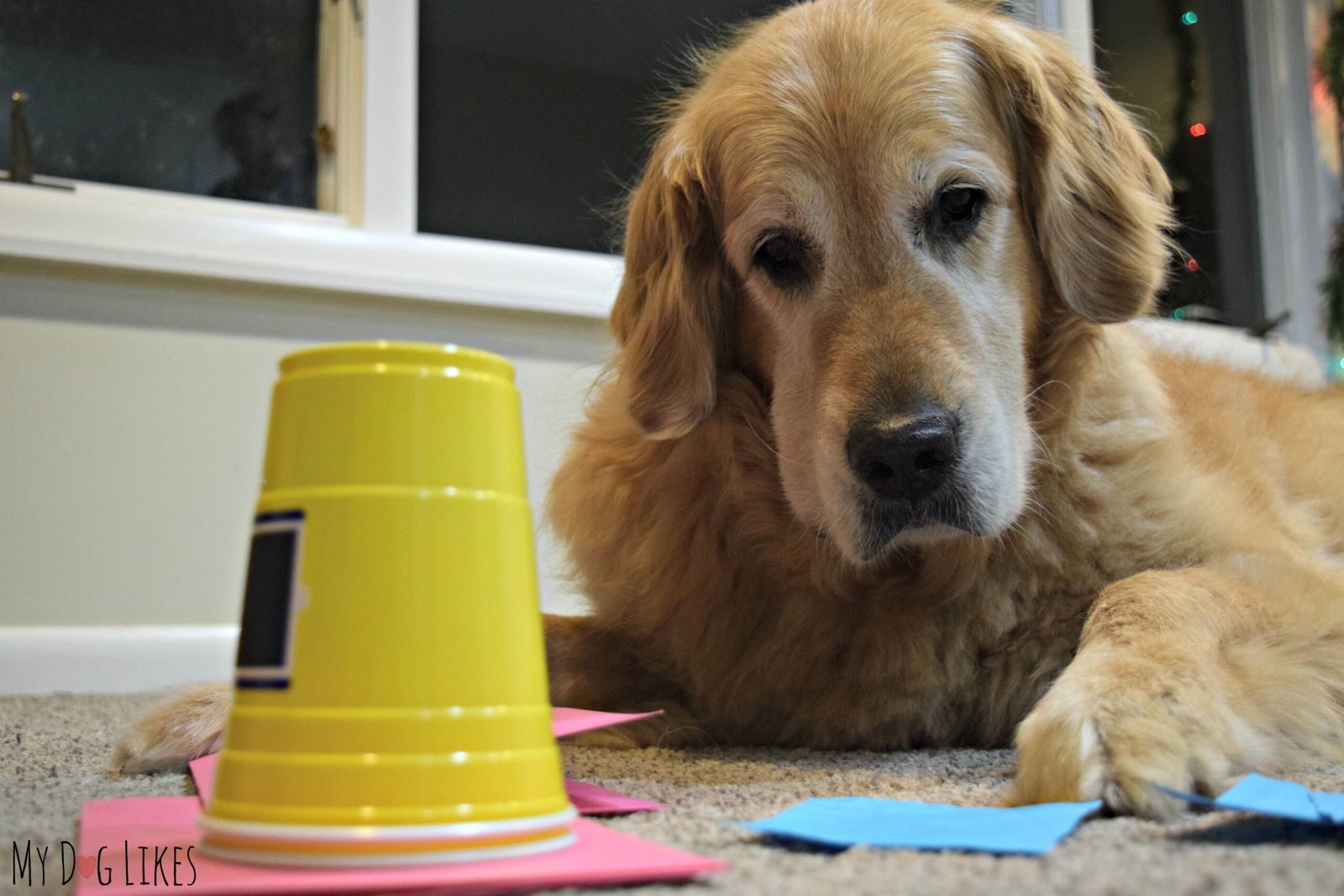 What Studies Say About Dogs’ Ability to Understand Human Language What Studies Say About Dogs’ Ability to Understand Human Language