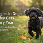 Fall Allergies in Dogs: Why Your Dog Gets Itchy in Fall Fall Allergies in Dogs: Why Your Dog Gets Itchy in Fall