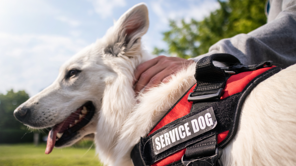 Guide Dogs vs. Service Dogs vs. Emotional Support Animals: History and Legal Differences
