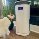 Our Expert’s Opinion — Catster Our Expert’s Opinion — Catster