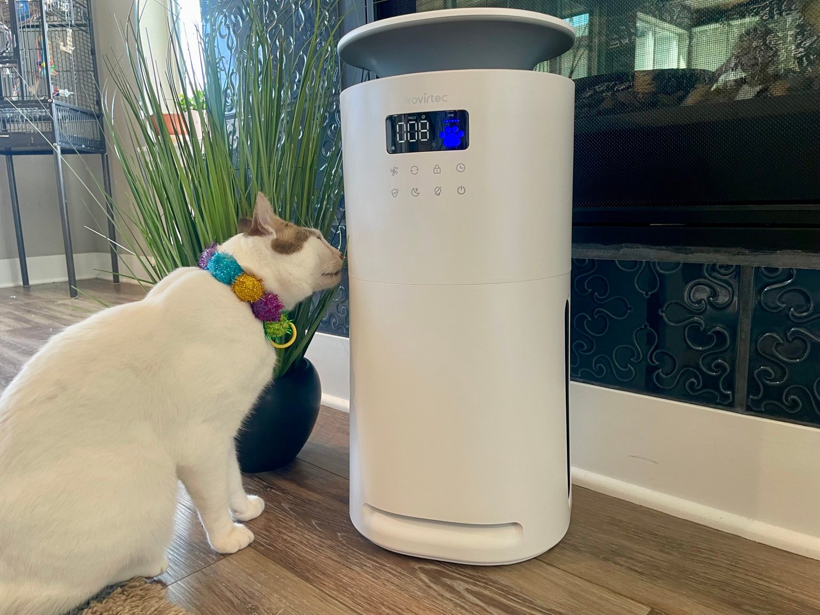 Our Expert’s Opinion — Catster