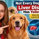 Symptoms, Signs & Veterinary Care