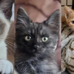 The Hardest Cat Rescues of Summer 2026 The Hardest Cat Rescues of Summer 2026