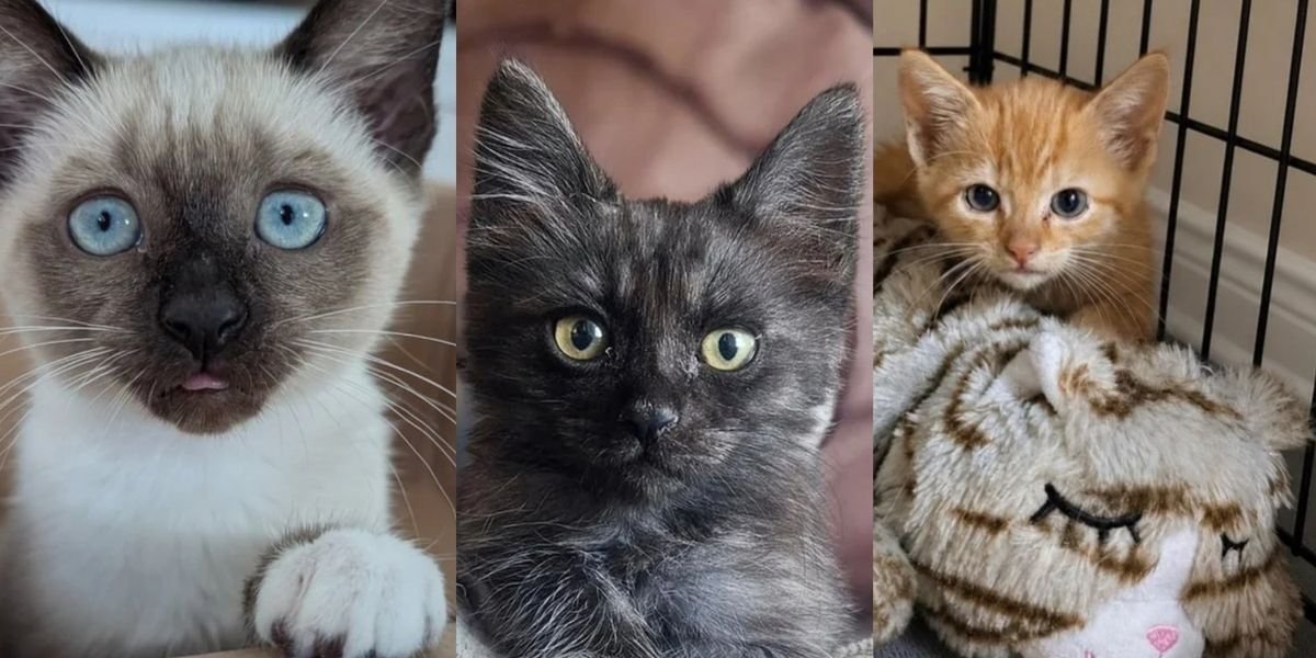 The Hardest Cat Rescues of Summer 2026
